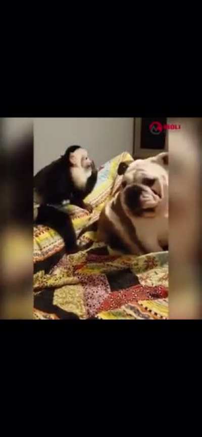 Is my cake day so please let me have this laugh