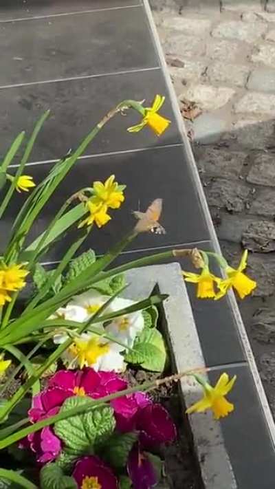 Was ist das für ein Insekt? Flog heute morgen im Garten herum.