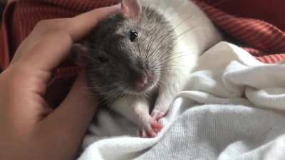R&amp;amp;R (Rats &amp;amp; Relaxation) with Sweet Pea