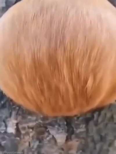 squirrel