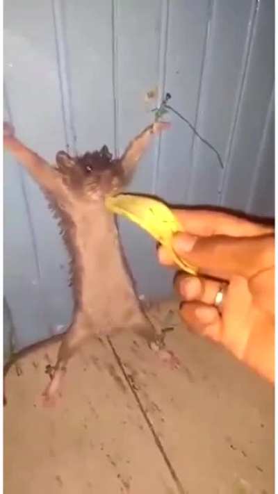Rata banana 🍌