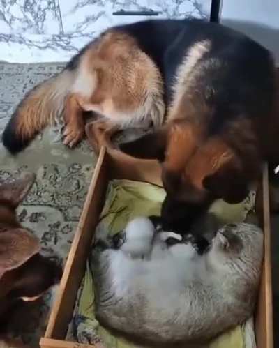 Safest family