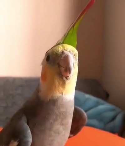 This parrot knows Saria&rsquo;s Song from Ocarina of Time