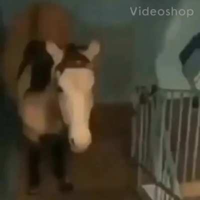 Caballo dubstep