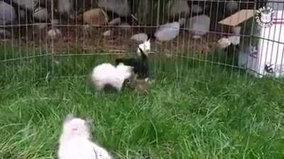 Kittens & Rabbits