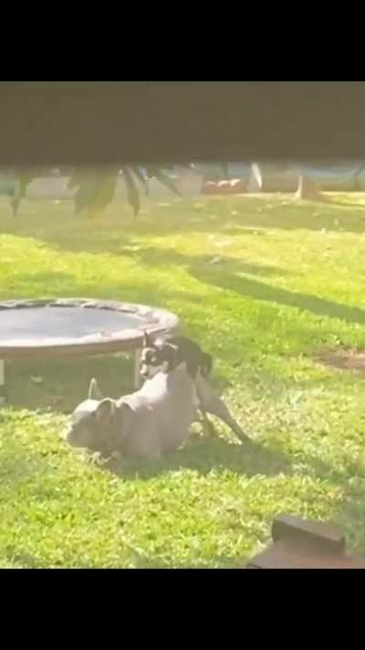 Good Bois
