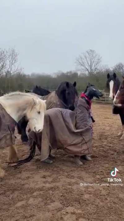 Fake Horse can&rsquo;t fool the real ones