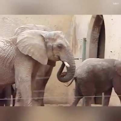 Der Elefant ernärt sich etzala gesünder als der Sportlord.