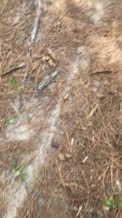 the way these ants made a trail to their one giant hole?? it went on for like another 30' before i took a video