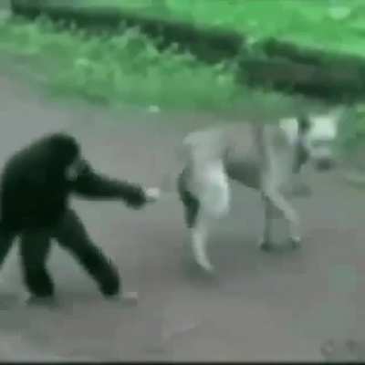 MONKEY VS DOG😎😎😎😎😎