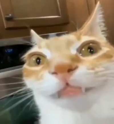 Wordington Cat