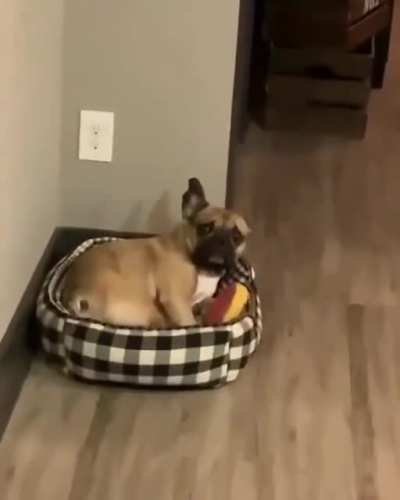 HMC while I disappoint my dog