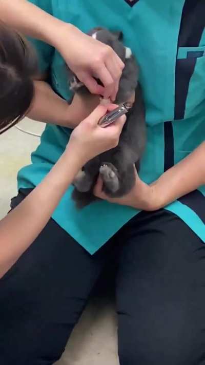 The trembling legs of this rabbit so scared by the nail trimmer. 🐰