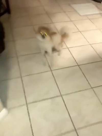 Her dog didn&rsquo;t recognize her with a face mask