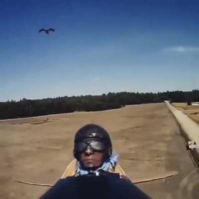A raptor attacking and decapitating an RC plane "pilot"