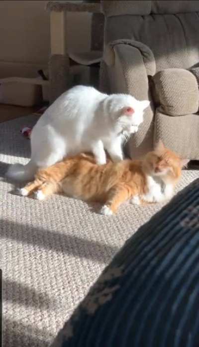 "Zeppelin making biscuits on Frankie's back, which triggers Frankie's licking mechanism 😂😂 they're a mess! 🤣" - Chrissie Wise