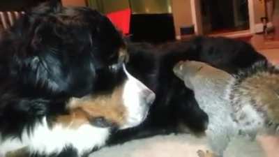 squirrel trying to hide nut in dog