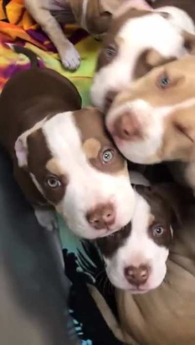 A cart full of puppies.