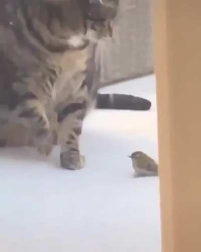 slammies