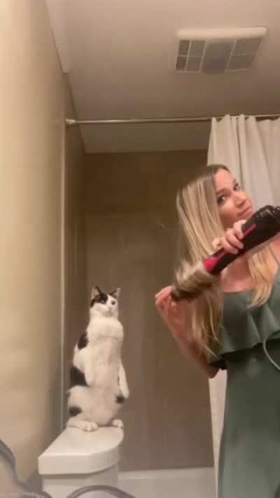 Cat.
