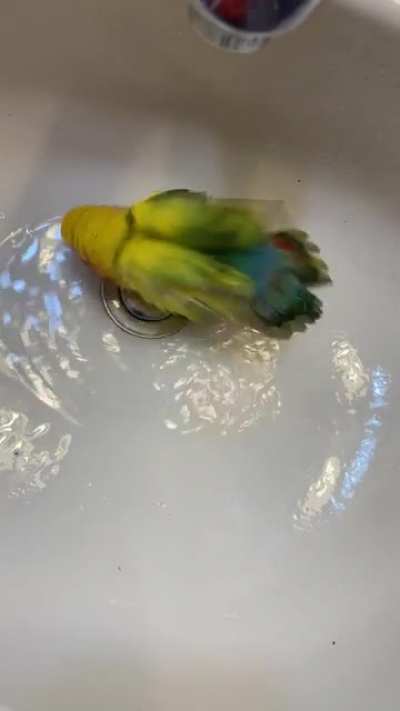 This is Stanley. Stanley likes baths.