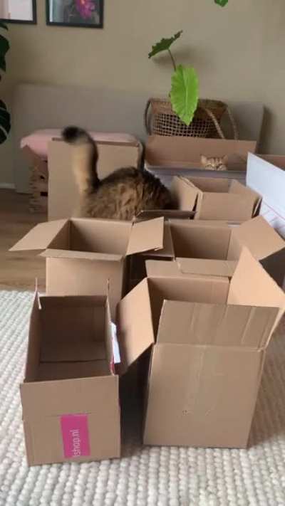 The Chonker Olympics