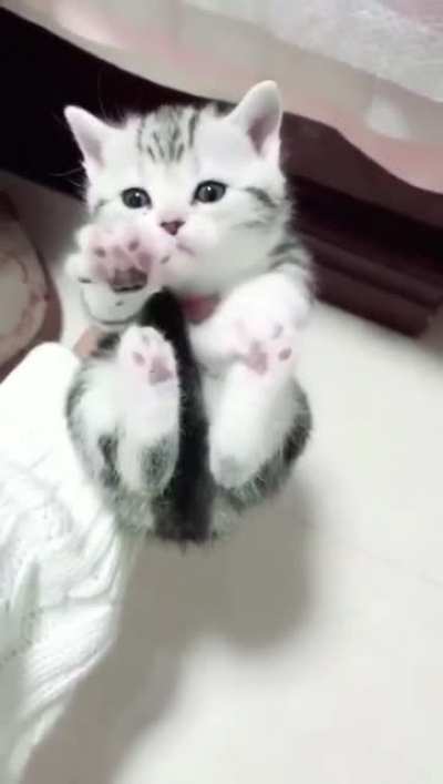 Touch tha toe beans..