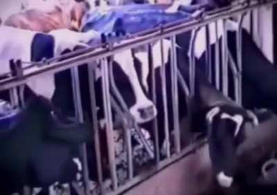 This cow&rsquo;s intelligence freeing itself and the other cows