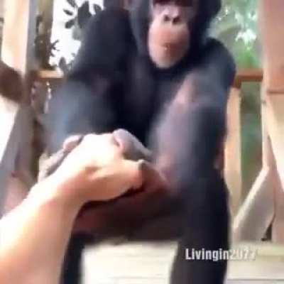 monki friend