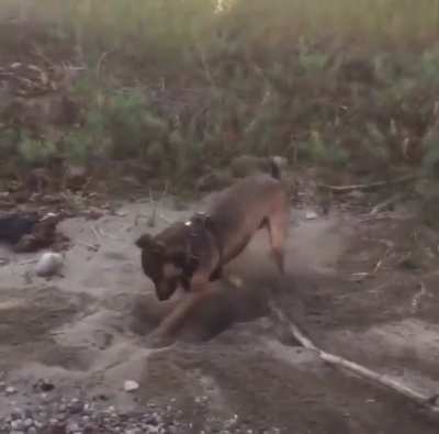 My dog Hank is a goofball&hellip; can you dig it?
