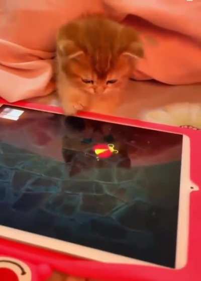Котик