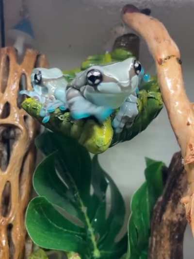 This is Mission golden-eyed tree frog or Amazon milk frog. It was first discovered along the Maracan&atilde; River in Brazil.