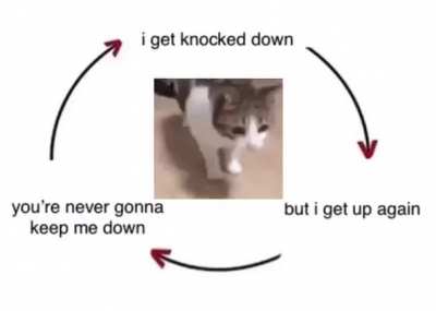 Cats rules