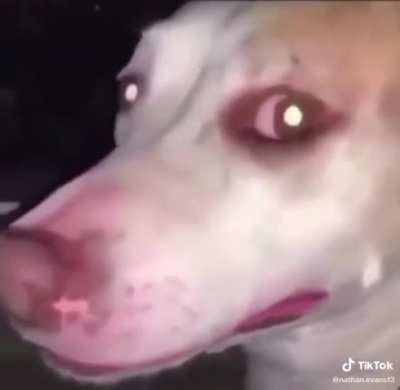 Poor dog