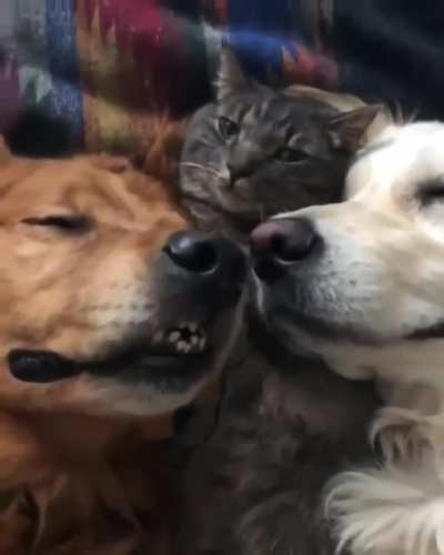 Dog &amp;amp; Cat Napping ❤️