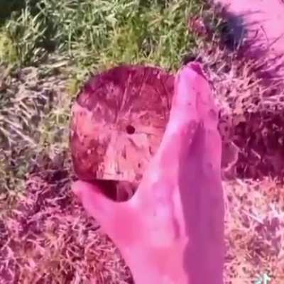 Mais um v&iacute;deo top pra confundir o luba 😘