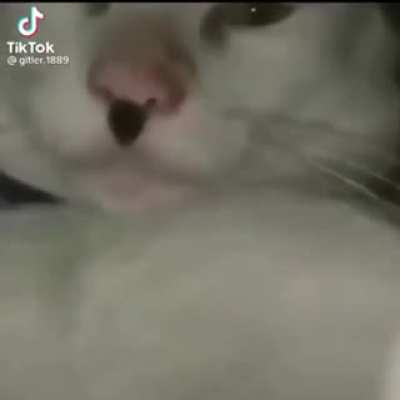 gatos despues de estar 5 min en r/orslokx