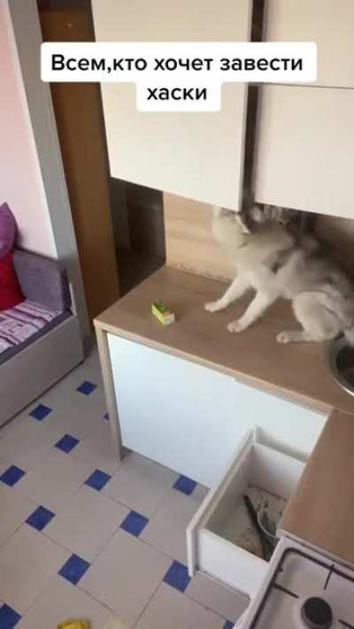 This is why you need to get husky locks (child locks)