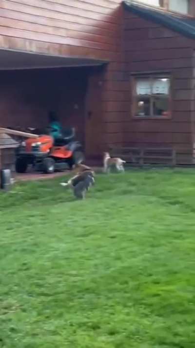 What kind of cat is this?