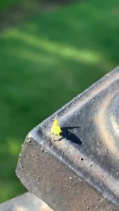 Dancing bug
