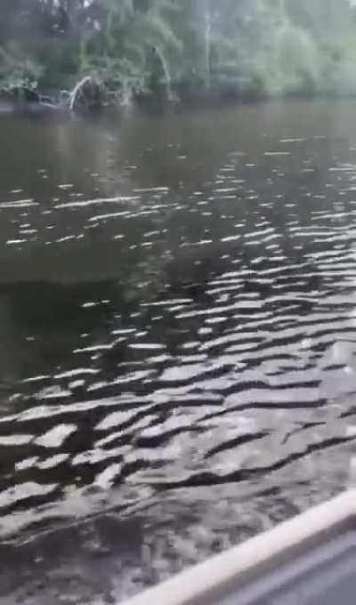 What a beautiful dolphin