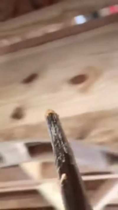 SLPT: Wasp or hornet problem? No need to remove them, just cover the nest in expanding foam.