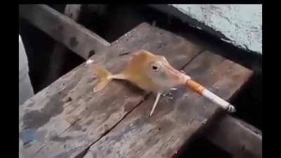 🐟🚬