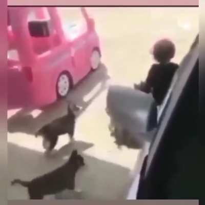 The walking dog