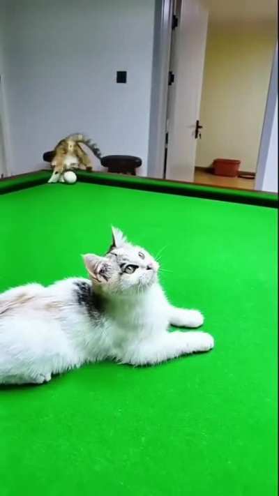 Играем в бильярд с котиками