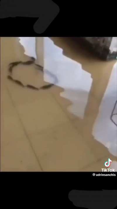 Peixe ocultista