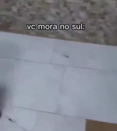 As tias da live de ontem