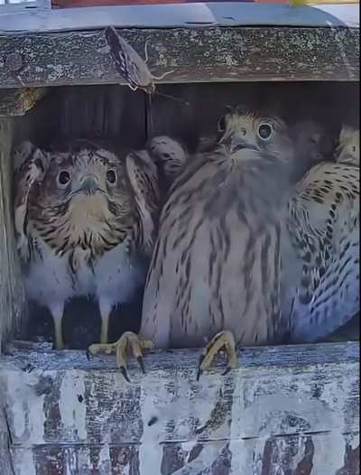 Young kestrels encountering their first moth