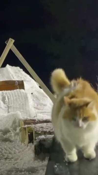 Snowboarding cat