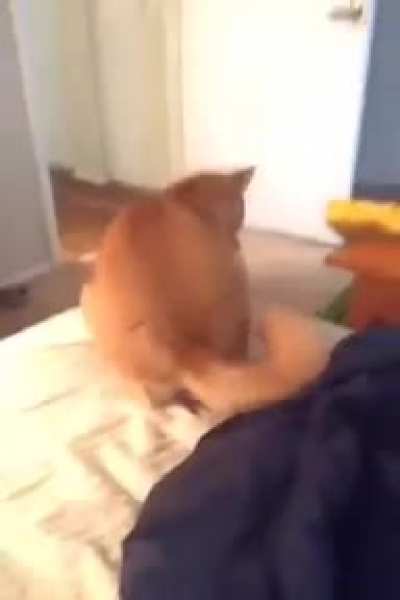 Cats are adorable